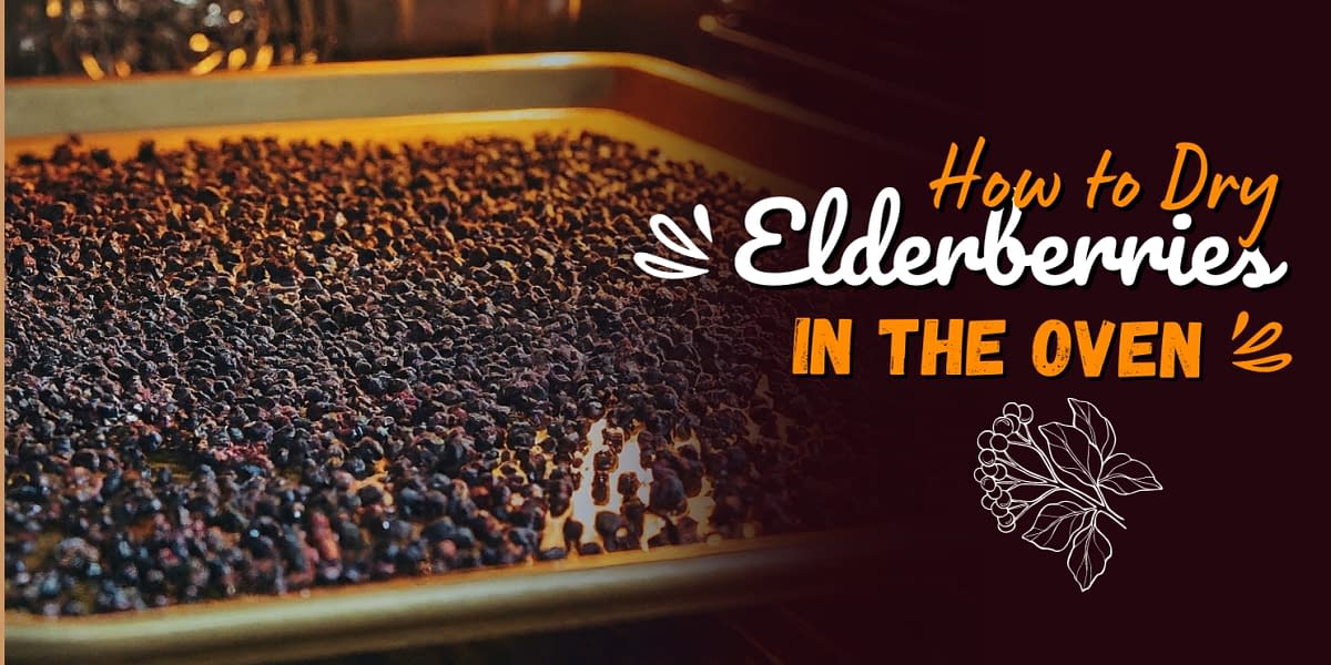 How to Dry Elderberries in the Oven