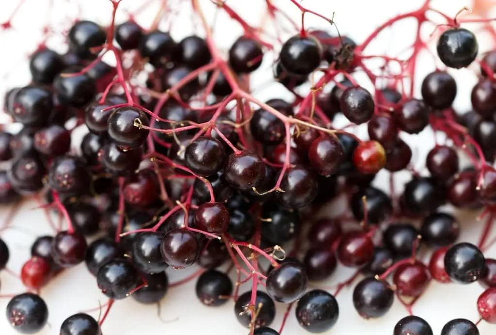Selecting Elderberries