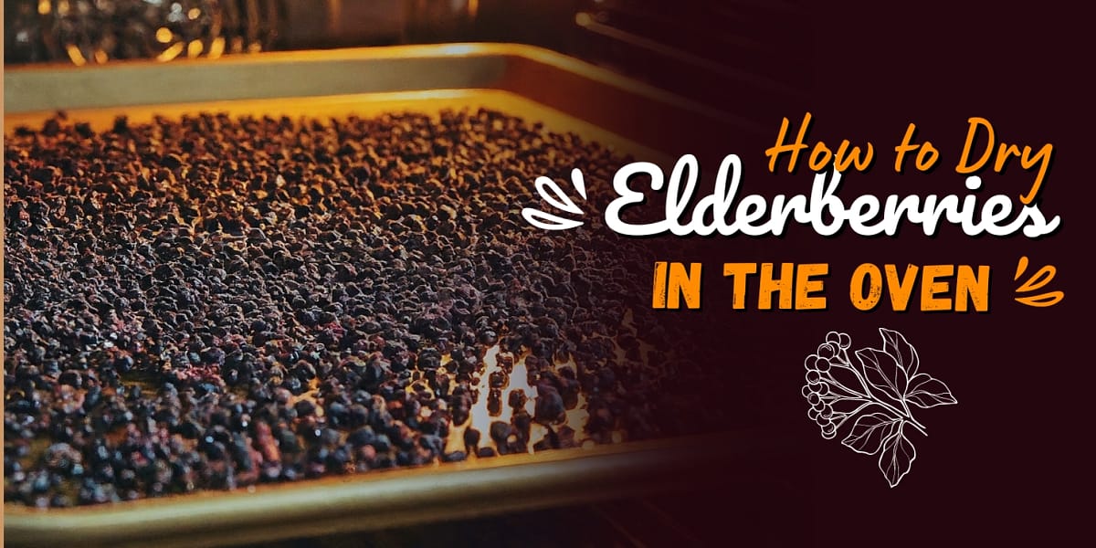 How to Dry Elderberries in the Oven